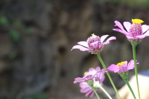 Close-up of pink flowers with yellow centres against a blurred natural background.