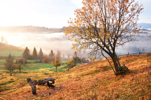 Sunlit countryside with a large tree on a hillside, fields, and misty hills in the distance.